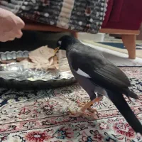 مینا سخنگو|پرنده|مشهد, وکیل‌آباد|دیوار