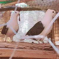 چهارتا پشدار