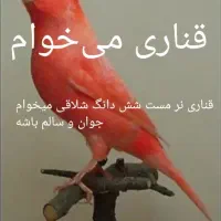 قناری نر مست مست شش دانگ