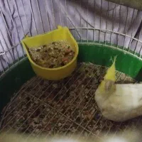 عروس هلندی لوتینو