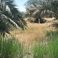 ۵ هکتار زمین حفار شرقی فرصت طلایی...عکس تزینی|فروش زمین و ملک کلنگی|آبادان, |دیوار