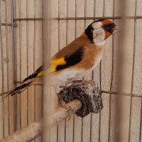 جوجه سهره نر امسال شیک و زیبا