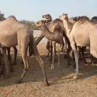 شتر