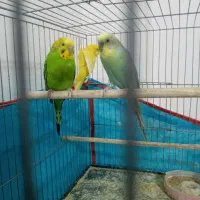 سه عدد مرغ عشق مناسب برای جوجه کشی|پرنده|جغتای, |دیوار