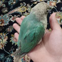 گیرینچیک|پرنده|پاکدشت, پاکدشت (مامازند)|دیوار