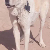 سگ پانزده ماهه