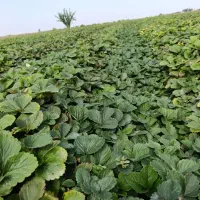 فروش بوته توت فرنگی سابرینا و کاماروس|گل و گیاه طبیعی|ماکلوان, |دیوار