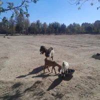 یک عدد بز پاکستانی دوتا بزغاله|حیوانات مزرعه|محمدشهر, محمدشهر|دیوار