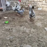 تخم مرغ گلین|حیوانات مزرعه|فلاورجان, |دیوار