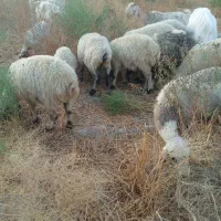 میش وکاور بز قوچ محل بازدید ارزوئیه|حیوانات مزرعه|ارزوئیه, |دیوار