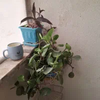 گیاه آپارتمانی