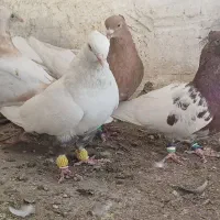 کبوتر رنگی|پرنده|فیروزآباد (فارس), |دیوار