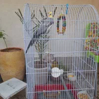 یک جفت عروس هلندی