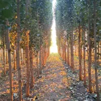 نهال صنوبر ترکیه