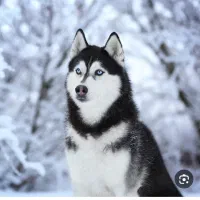 حیوان خانگی