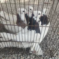 طوقی|پرنده|بندرعباس, |دیوار