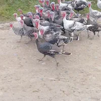 بوقلمون صددرصد محلی بالغ نرو ماده  قیمت ۳۶۰ تومان