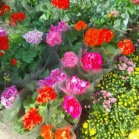 باغبانی|خدمات باغبانی و درختکاری|تهران, تهرانپارس شرقی|دیوار