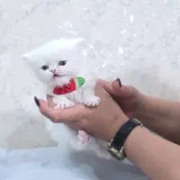 گربه پرشین|گربه|گلستان (تهران), |دیوار