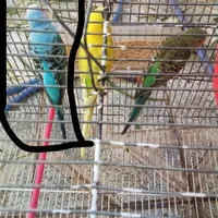 مرغ عشق گمشده