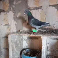 کبوتر پلاکی مقام 9هم کسب کرده