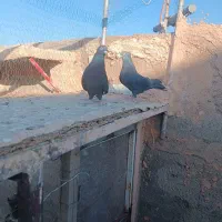 کلاغ رسمی|پرنده|سبزوار, قصبه شرقی|دیوار