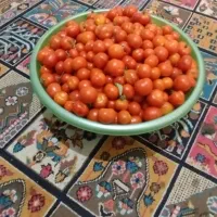 گوجه ریز