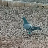 سبز مسافتی|حیوانات|فردوس (خراسان), |دیوار