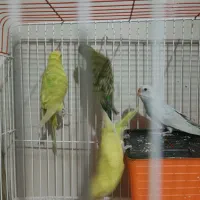 ۴ عدد مرغ عشق (۲ جفت) با قفس