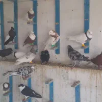 کبوتر طوقی