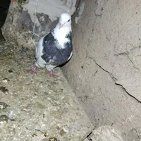 طوقی کاکولی نر