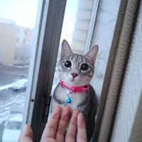 گربه خانگی یازده ماهه