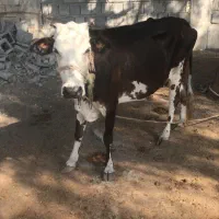 گاو فروشی شهر بندزرک|حیوانات مزرعه|بند زرک, |دیوار