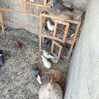 جوجه پلاکی  دو رگ