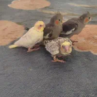 جوجه سی روزه|پرنده|تهران, شهرک دانشگاه|دیوار