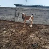 ۳عدد گوساله دورگ گاو
