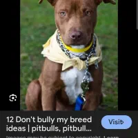 پیتبول ماده