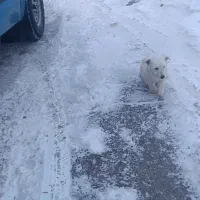 واگذاری شیتزو|سگ|دیواندره, |دیوار