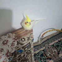 عروس
