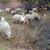 گوسفند میش و بره|حیوانات مزرعه|رابر, |دیوار