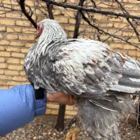 خروس برهما Bso اصیل ۸ماهه