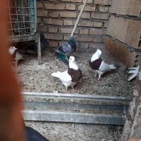 سلام وعرض ادب  چهار عدد طوقی معاوضه با پلاکی