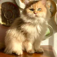 گربه بریتیش لانگ هیر گلد by12 وارداتی