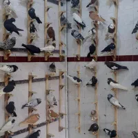 دسته کفتری بهبهانی شهری