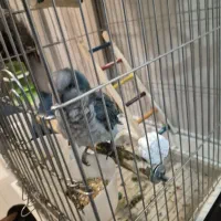 طوطی راهب آبی