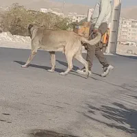 واگذاری سگ سرابی نر ( فروشی نیست)|سگ|قدس, شهرقدس|دیوار