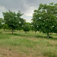 زمین برای خانه باغ