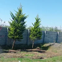 کاج چند ساله