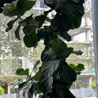 کارگر ساده کار در اشپزخانه و‌بسته بندی مواد غذایی