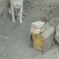 واگذاری سگ سگ گمشده